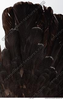 bird skin feather 0008